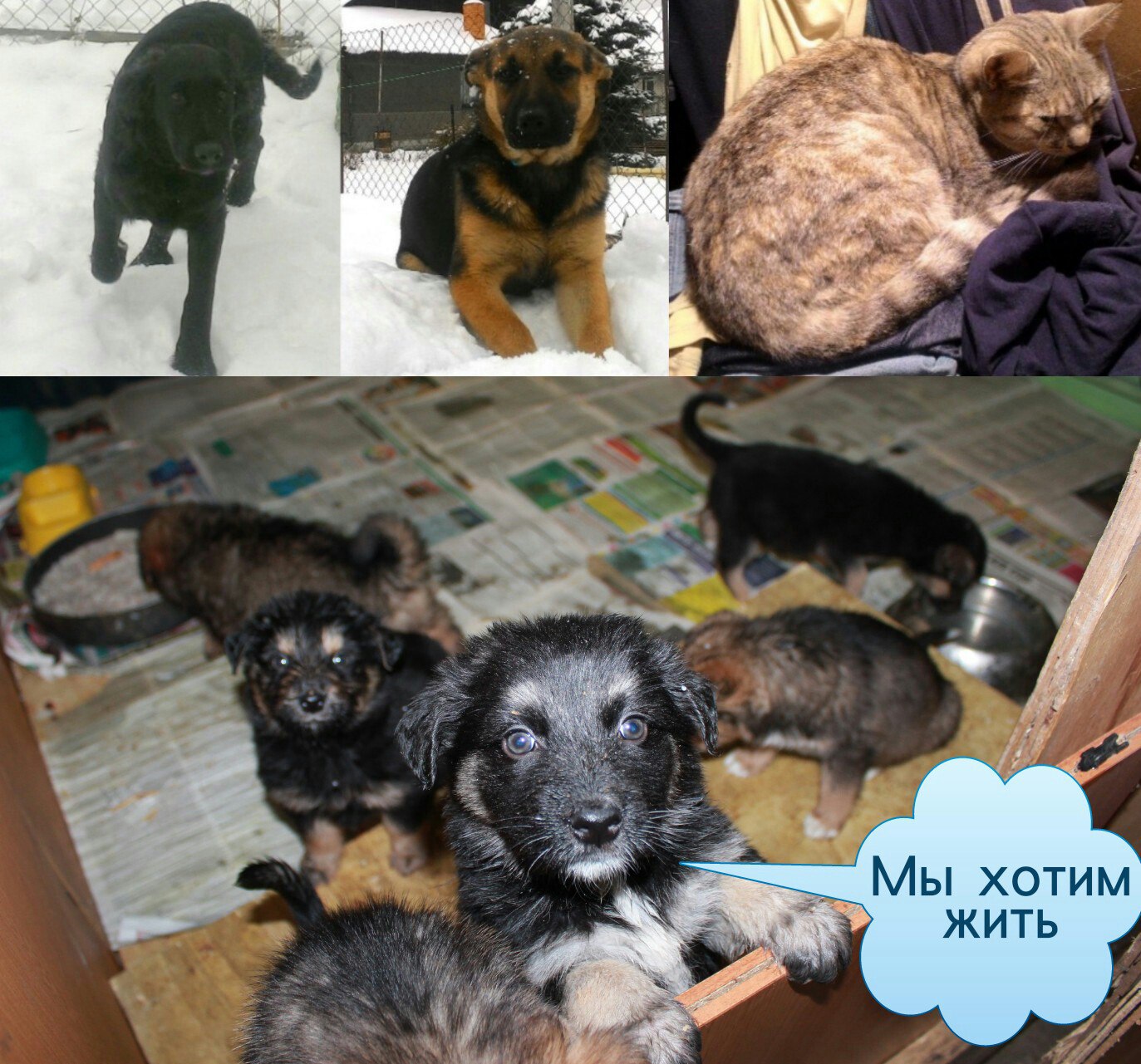 Помощь бездомным животным